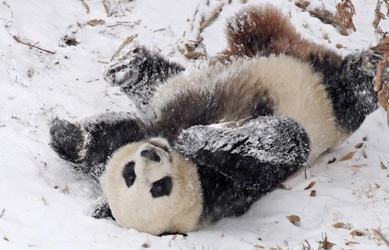 panda-snow-rolls-550x354.jpg