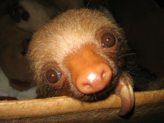 Sloth clip art - vector clip art online, royalty free & public domain