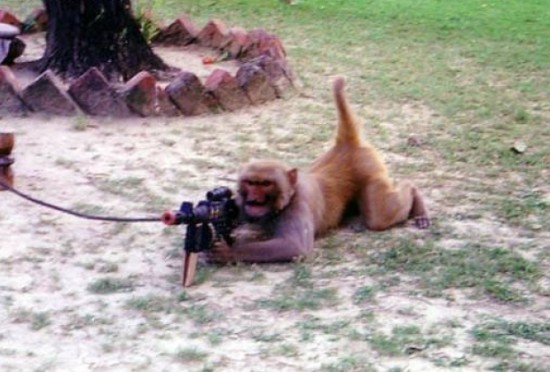 monkey-gun-taliban-550x372.jpg