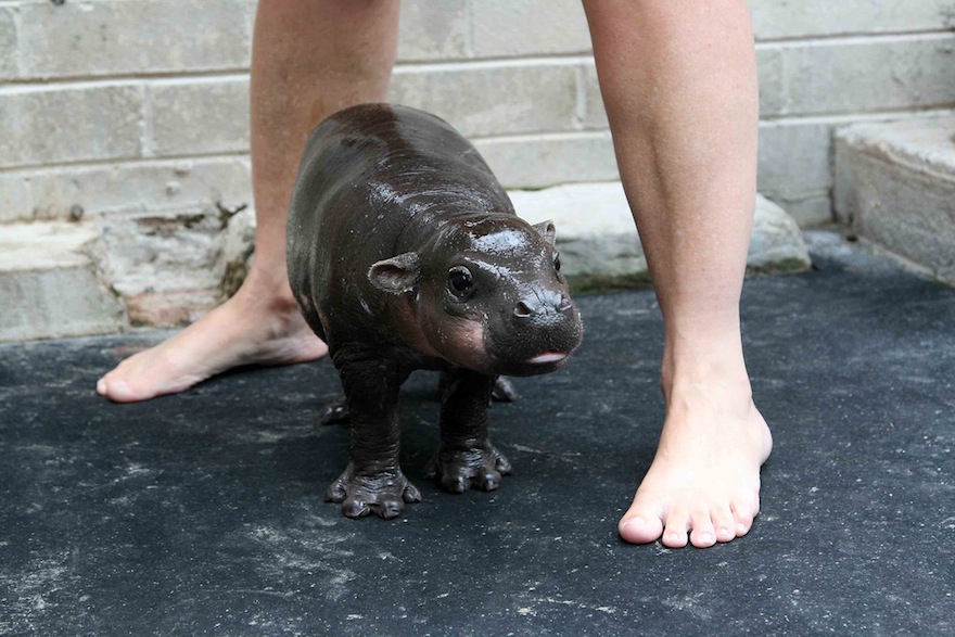 baby-pygmy-hippo1.jpeg
