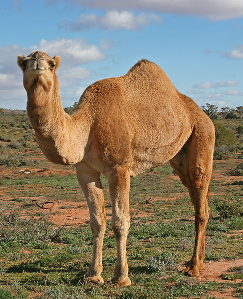Farting camels make global